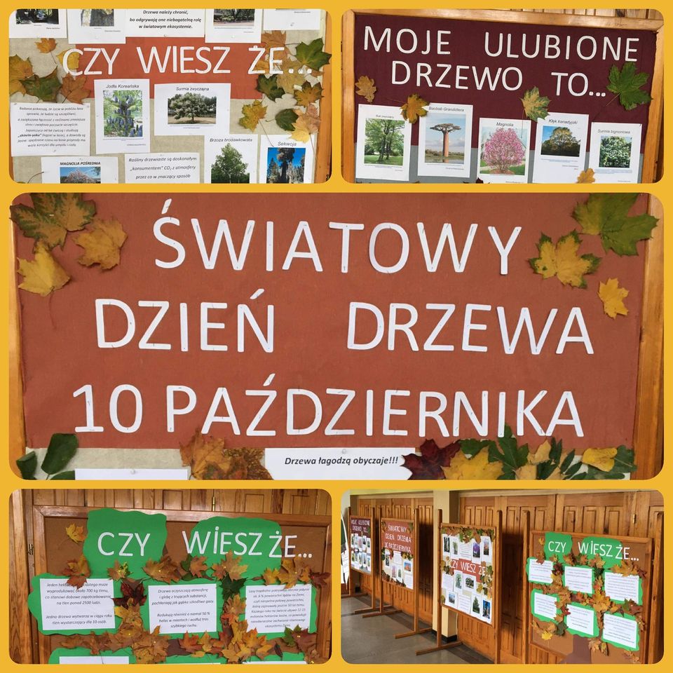 świat dzien drzewa
